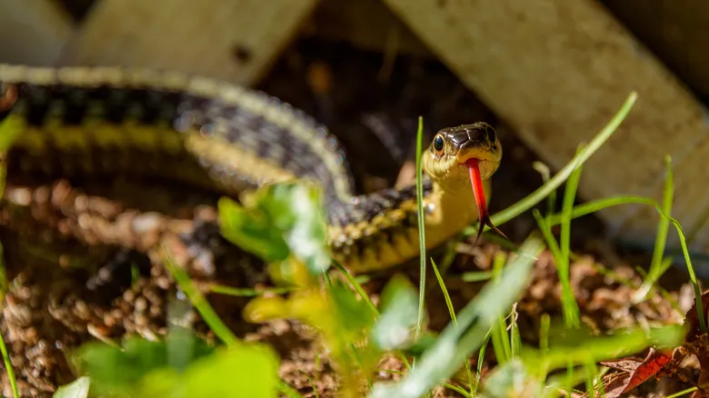 Garter snake