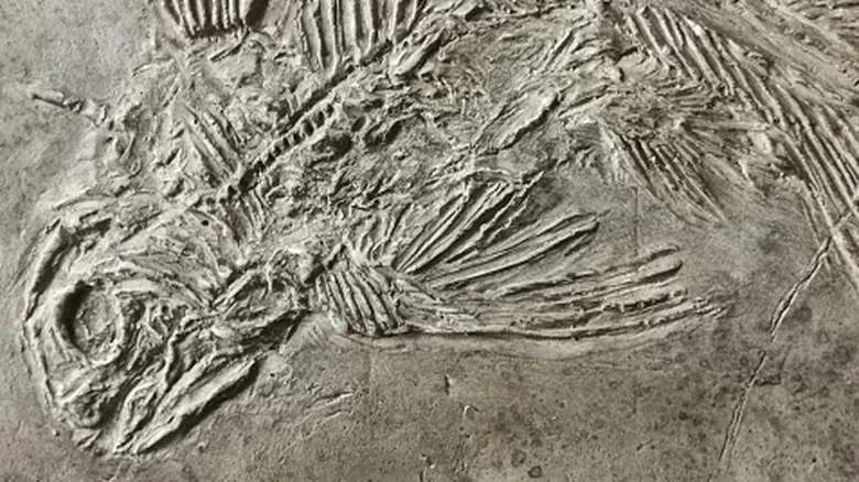 coelacanth fossil embedded in stone