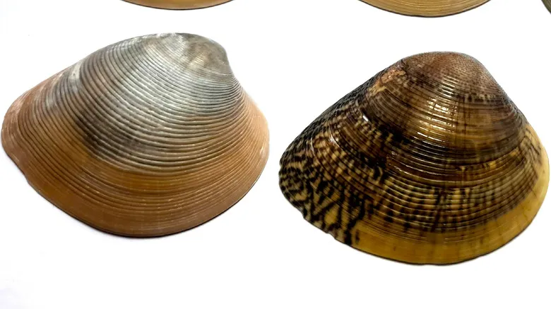pointed single shell mollusk shells