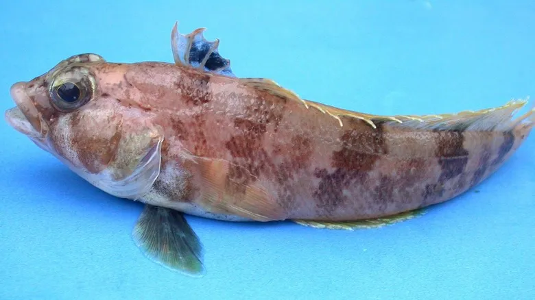portrait of yellowfin notie
