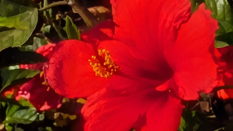 100x zoom on the Pixel 10 Pro